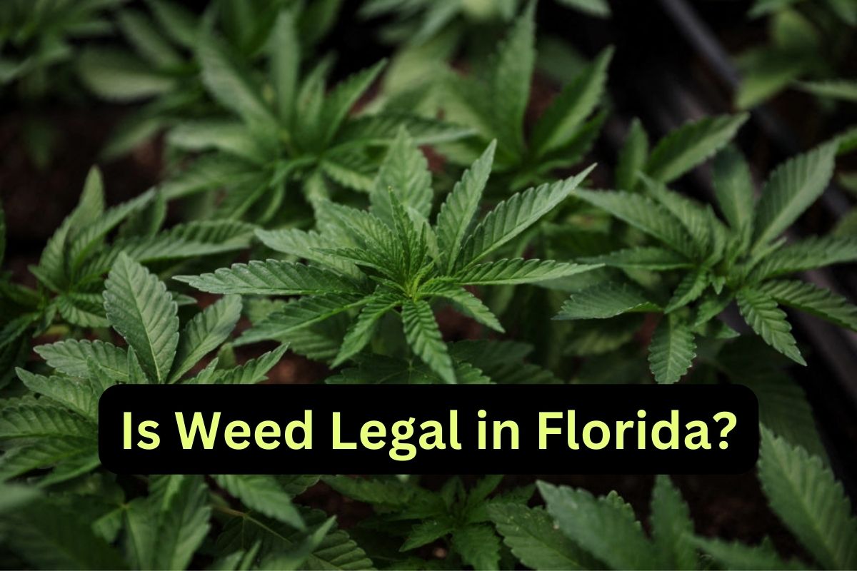 Is Marijuana Legal in the Sunshine State